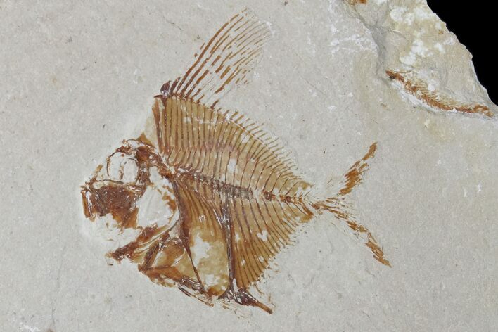 Cretaceous Fossil Fish (Aipichthys) Pos/Neg - Lebanon #173160